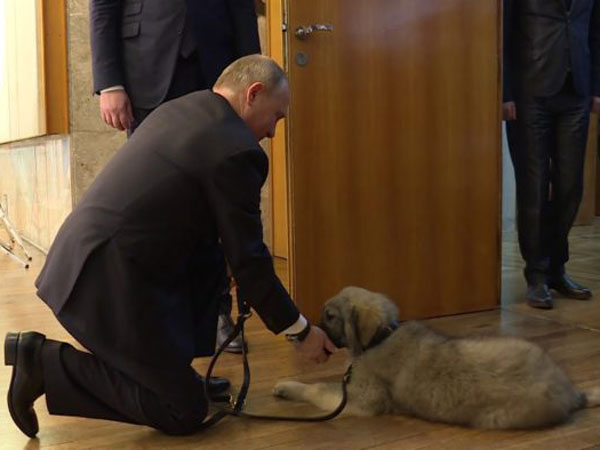 PUTIN ODBIO POKLON Šarplaninac ostao u Beogradu! PUTIN ODBIO POKLON Šarplaninac ostao u Beogradu!
