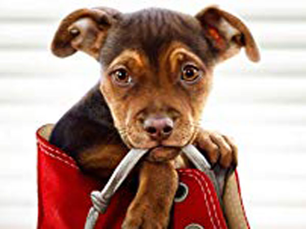 A Dog A Dog