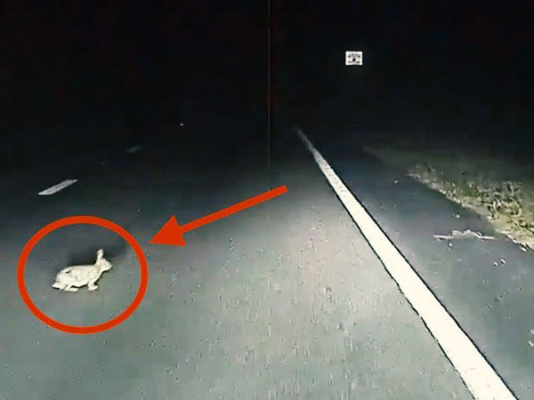 Kako je Tesla Autopilot spasio zeca Kako je Tesla Autopilot spasio zeca
